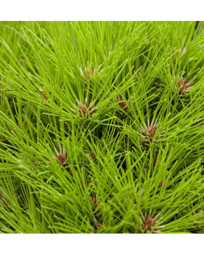 Сосна чорна австрійська Марія Брегон | Pinus nigra austriaca Maria Bregon | Сосна черная австрийская Мария Брегон