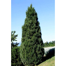 Сосна чорна / австрійська Пірамідаліс | Pinus nigra Pyramidalis | Сосна черная / австрийская Пирамидалис