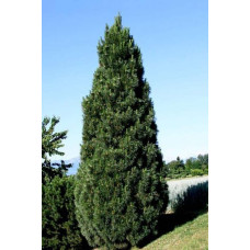 Сосна чорна / австрійська Пірамідаліс | Pinus nigra Pyramidalis | Сосна черная / австрийская Пирамидалис