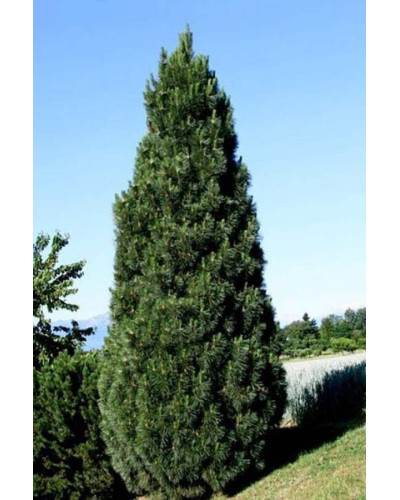 Сосна чорна / австрійська Пірамідаліс | Pinus nigra Pyramidalis | Сосна черная / австрийская Пирамидалис