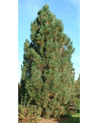 Сосна чорна / австрійська Пірамідаліс | Pinus nigra Pyramidalis | Сосна черная / австрийская Пирамидалис