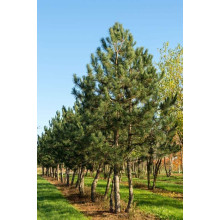 Сосна чорна / австрійська Пірамідаліс | Pinus nigra Pyramidalis | Сосна черная / австрийская Пирамидалис