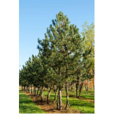 Сосна чорна / австрійська Пірамідаліс | Pinus nigra Pyramidalis | Сосна черная / австрийская Пирамидалис