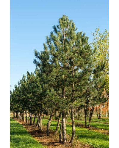 Сосна чорна / австрійська Пірамідаліс | Pinus nigra Pyramidalis | Сосна черная / австрийская Пирамидалис