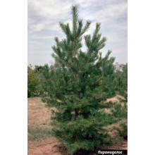 Сосна чорна / австрійська Пірамідаліс | Pinus nigra Pyramidalis | Сосна черная / австрийская Пирамидалис