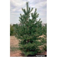 Сосна чорна / австрійська Пірамідаліс | Pinus nigra Pyramidalis | Сосна черная / австрийская Пирамидалис