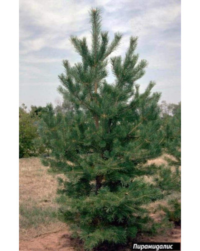 Сосна чорна / австрійська Пірамідаліс | Pinus nigra Pyramidalis | Сосна черная / австрийская Пирамидалис