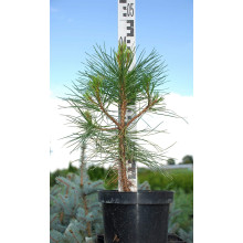 Сосна чорна / австрійська Пірамідаліс | Pinus nigra Pyramidalis | Сосна черная / австрийская Пирамидалис