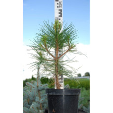 Сосна чорна / австрійська Пірамідаліс | Pinus nigra Pyramidalis | Сосна черная / австрийская Пирамидалис