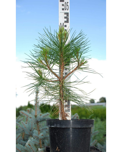 Сосна чорна / австрійська Пірамідаліс | Pinus nigra Pyramidalis | Сосна черная / австрийская Пирамидалис