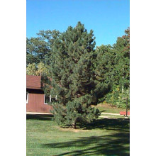 Сосна чорна / австрійська Пірамідаліс | Pinus nigra Pyramidalis | Сосна черная / австрийская Пирамидалис