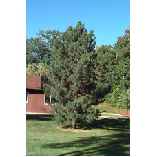 Сосна чорна / австрійська Пірамідаліс | Pinus nigra Pyramidalis | Сосна черная / австрийская Пирамидалис