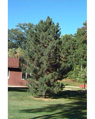 Сосна чорна / австрійська Пірамідаліс | Pinus nigra Pyramidalis | Сосна черная / австрийская Пирамидалис