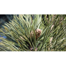 Сосна чорна / австрійська Пірамідаліс | Pinus nigra Pyramidalis | Сосна черная / австрийская Пирамидалис