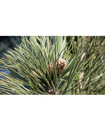 Сосна чорна / австрійська Пірамідаліс | Pinus nigra Pyramidalis | Сосна черная / австрийская Пирамидалис