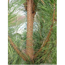 Сосна чорна / австрійська Пірамідаліс | Pinus nigra Pyramidalis | Сосна черная / австрийская Пирамидалис