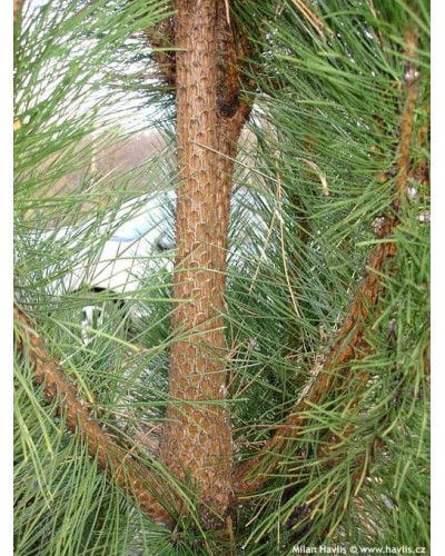 Сосна чорна / австрійська Пірамідаліс | Pinus nigra Pyramidalis | Сосна черная / австрийская Пирамидалис