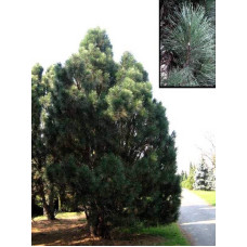 Сосна чорна / австрійська Пірамідаліс | Pinus nigra Pyramidalis | Сосна черная / австрийская Пирамидалис