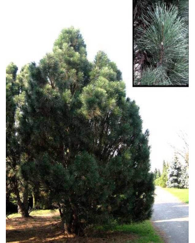 Сосна чорна / австрійська Пірамідаліс | Pinus nigra Pyramidalis | Сосна черная / австрийская Пирамидалис