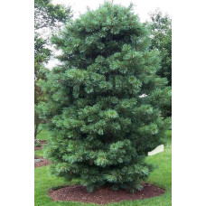 Сосна кедрова корейська | Сосна кедровая корейская | Pinus koraiensis