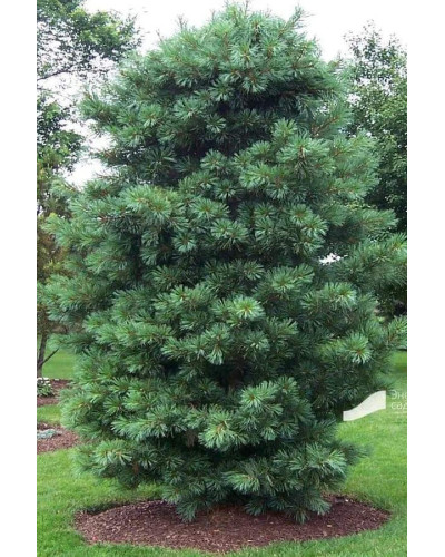 Сосна кедрова корейська | Сосна кедровая корейская | Pinus koraiensis