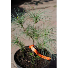 Сосна кедрова корейська | Сосна кедровая корейская | Pinus koraiensis