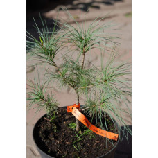 Сосна кедрова корейська | Сосна кедровая корейская | Pinus koraiensis