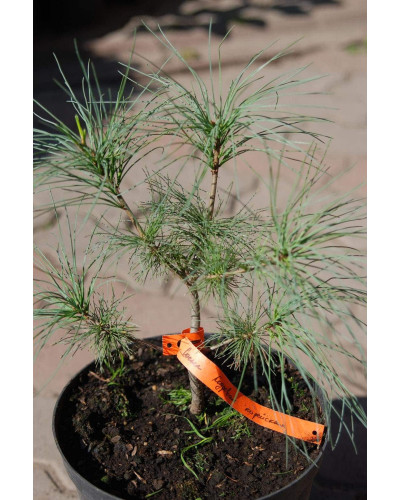 Сосна кедрова корейська | Сосна кедровая корейская | Pinus koraiensis