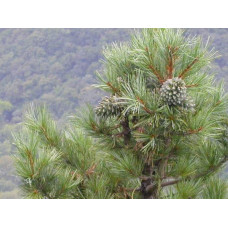 Сосна кедрова корейська | Сосна кедровая корейская | Pinus koraiensis