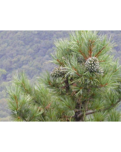 Сосна кедрова корейська | Сосна кедровая корейская | Pinus koraiensis