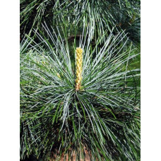 Сосна кедрова корейська | Сосна кедровая корейская | Pinus koraiensis