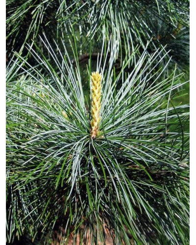Сосна кедрова корейська | Сосна кедровая корейская | Pinus koraiensis