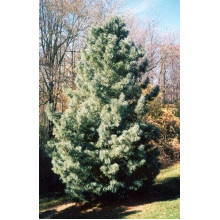 Сосна кедрова корейська | Сосна кедровая корейская | Pinus koraiensis