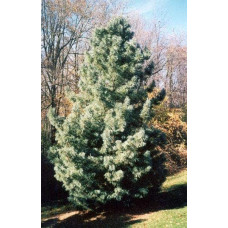Сосна кедрова корейська | Сосна кедровая корейская | Pinus koraiensis
