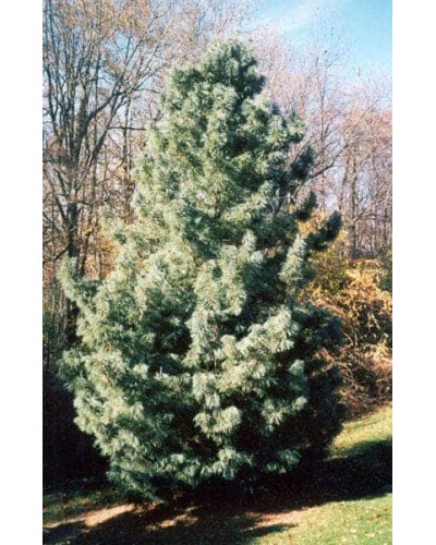 Сосна кедрова корейська | Сосна кедровая корейская | Pinus koraiensis