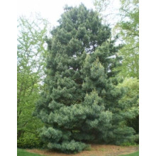 Сосна кедрова корейська | Сосна кедровая корейская | Pinus koraiensis