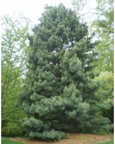 Сосна кедрова корейська | Сосна кедровая корейская | Pinus koraiensis
