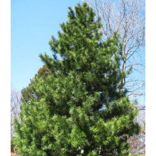 Сосна кедрова корейська | Сосна кедровая корейская | Pinus koraiensis