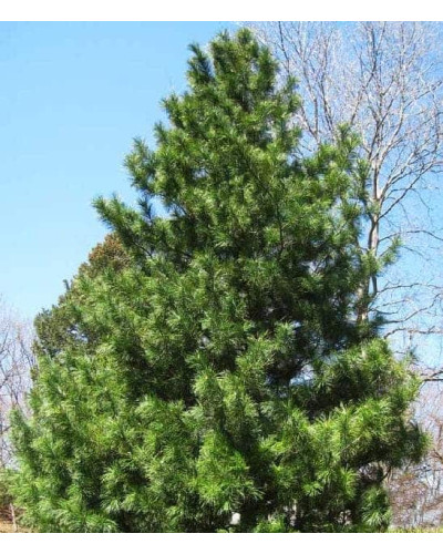 Сосна кедрова корейська | Сосна кедровая корейская | Pinus koraiensis