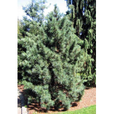 Сосна кедрова корейська | Сосна кедровая корейская | Pinus koraiensis