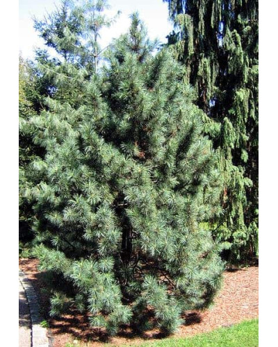 Сосна кедрова корейська | Сосна кедровая корейская | Pinus koraiensis