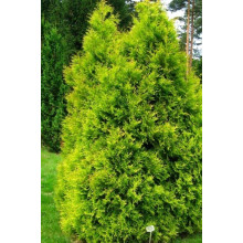 Туя вересковидна Ельвангера Аура | Туя вересковидная Эльвангера Ауреа | Thuja Ellwangeriana Aurea