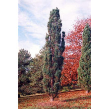 Сосна звичайна Фастігіата | Сосна обыкновенная Фастигиата | Pinus sylvestris Fastigiata