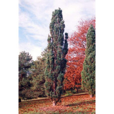 Сосна звичайна Фастігіата | Сосна обыкновенная Фастигиата | Pinus sylvestris Fastigiata