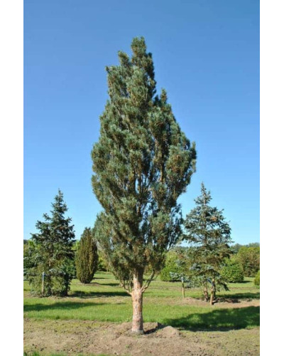Сосна звичайна Фастігіата | Сосна обыкновенная Фастигиата | Pinus sylvestris Fastigiata