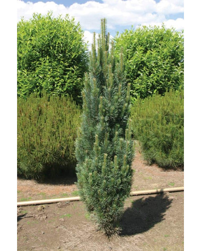 Сосна звичайна Фастігіата | Сосна обыкновенная Фастигиата | Pinus sylvestris Fastigiata