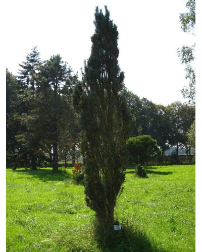 Сосна звичайна Фастігіата | Сосна обыкновенная Фастигиата | Pinus sylvestris Fastigiata