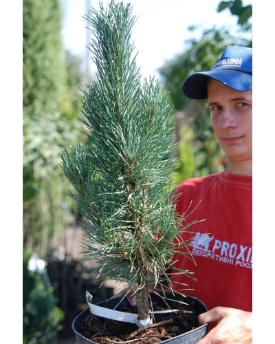 Сосна звичайна Фастігіата | Сосна обыкновенная Фастигиата | Pinus sylvestris Fastigiata