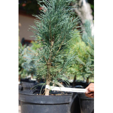 Сосна звичайна Фастігіата | Сосна обыкновенная Фастигиата | Pinus sylvestris Fastigiata
