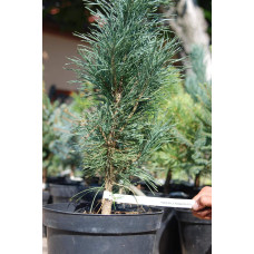 Сосна звичайна Фастігіата | Сосна обыкновенная Фастигиата | Pinus sylvestris Fastigiata